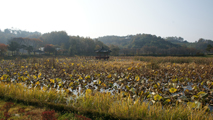 애 태우기,경상북도 예천군