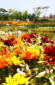 태안 꽃 축제를 더욱 즐겁게!