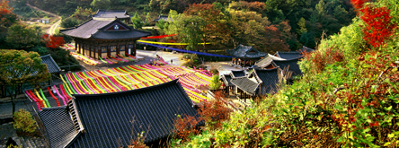 고운사의 '고운' 단풍