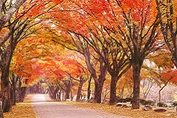 내장산,국내여행,여행지추천